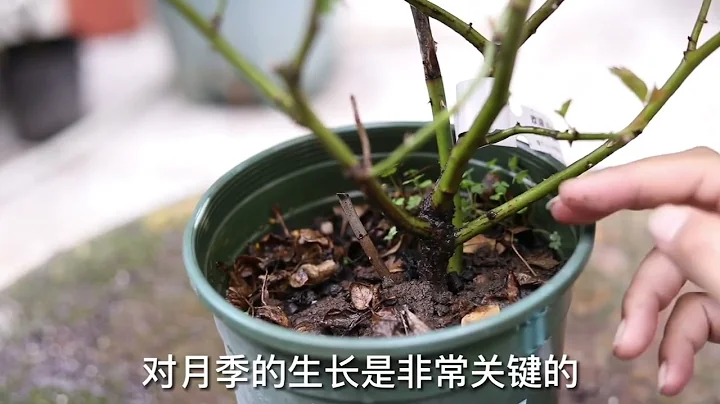 月季花怎麼養？園藝師教你，月季花的實操養護技巧 - 天天要聞