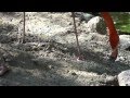 Flamingos Building Nest Out Of Mud | Sony FDR AX100