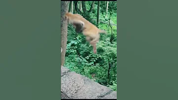 Nyani Wanyama Animals Funny Laughing 