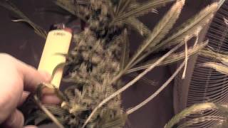 GROW UPDATE: "Nay's Ultra Jack"