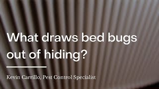 What draws bed bugs out of hiding? | wikiHow Asks a Pest Control Specialist