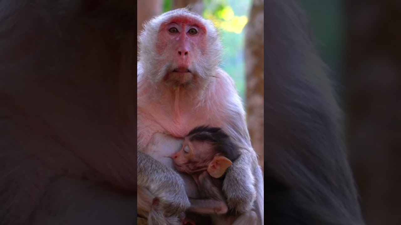 monkey with his baby 