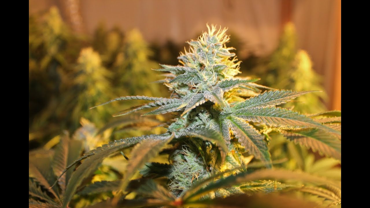 KBB:  Day 42 Flower HD