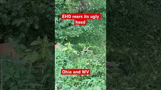 Ohio And Wv, Ehd Devastated