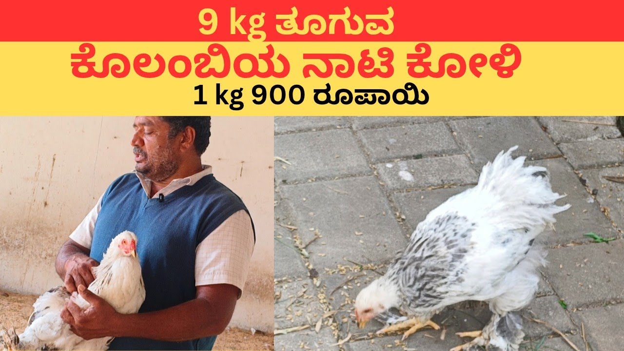 ಕೊಲಂಬಿಯಾ ನಾಟಿ ಕೋಳಿ ಸಾಕಾಣಿಕೆ : ಭರ್ಜರಿ ಆದಾಯ ನಿರೀಕ್ಷೆ  @Alemarimanasumotivation 
