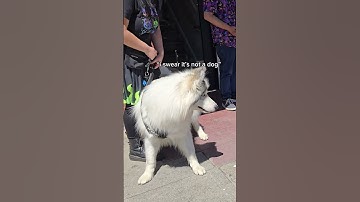 Husky: 😯😦🫨 Robot: 🧍| Link in bio