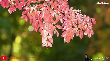 سورة الانسان تلاوة هادئة ورائعة القارئ محمد سامي