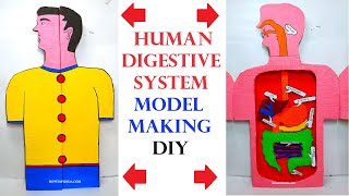 human digestive system model (3d) making for science project exhibition - diy | craftpiller