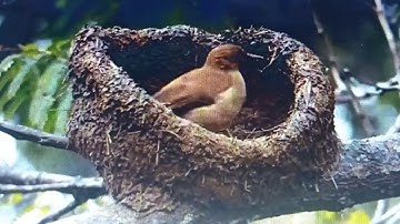 Nest Building of Engineer Bird - Rufous Hornero Nest Building @Rosdaro #Ros DaRo II