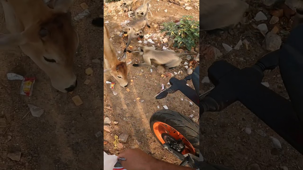 Ktm bike funny monkey funny video 😄 