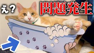 【悲劇】猫たちの大好きな”バスタブ”を買い換えようとしたら大問題が発生しました。