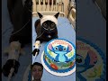 #happybirthday #funny #aiandcats #aicats #kitten #animalintelligence #cute #cat #cake