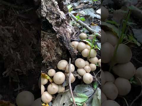 Дождевик грушевидный