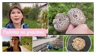 Посадила чеснок 🧄/ Собрала грибы 🍄/ Покрасила волосы 🙋‍♀️🫶