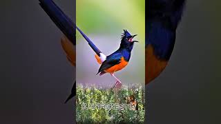 MURAI BORNEO | Rainforest Mind Ease: Healing Birdsong from Indonesia #birdsong #stressrelief #birds