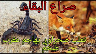 Fennec Fox vs huge Scorpion جرو  الحصيني أو الثعلب ياكل عقرب ضخم -