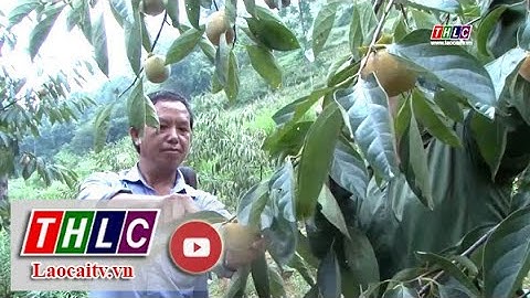 Nâng cao thu nhập nhờ trồng cây hồng giòn | THLC