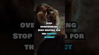 inspired by cat motivation you need #motivation #reels #mindset #success
