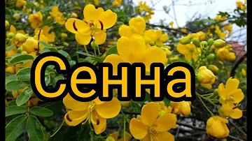 СЕННА-великое лекарство.Как лучше принимать.#СЕННА
