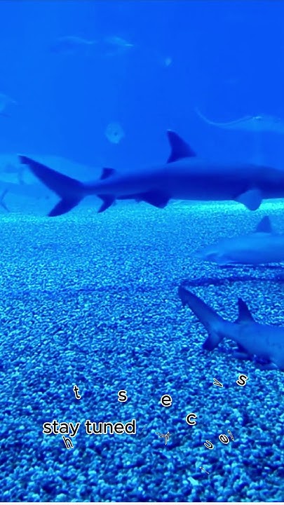 the-longest-living-creature-on-earth-greenlandshark-arcticocean-youtube