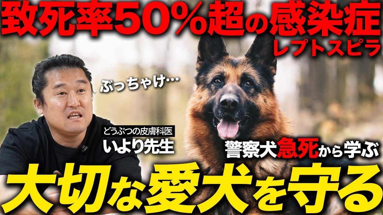 警察犬ウォルト号が1歳4ヶ月で死亡。レプトスピラ症を正しく知って愛犬の命を大切に。
