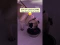 Quiz Lady | Pug Day In The Life | Streaming on Hulu Nov 3