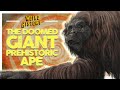 Gigantic Apes and Their Extinction