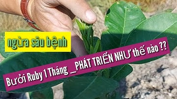 bưởi Ruby 1 tháng tuổi phát triển như thế nào dùng phân thuốc gì để ngừa sâu bệnh 💥ZALO 0345679887