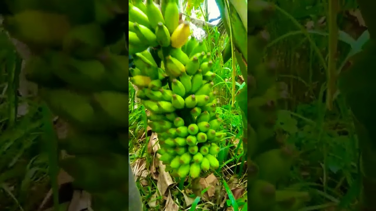 Fresh Banana 🍌 | Harvesting 