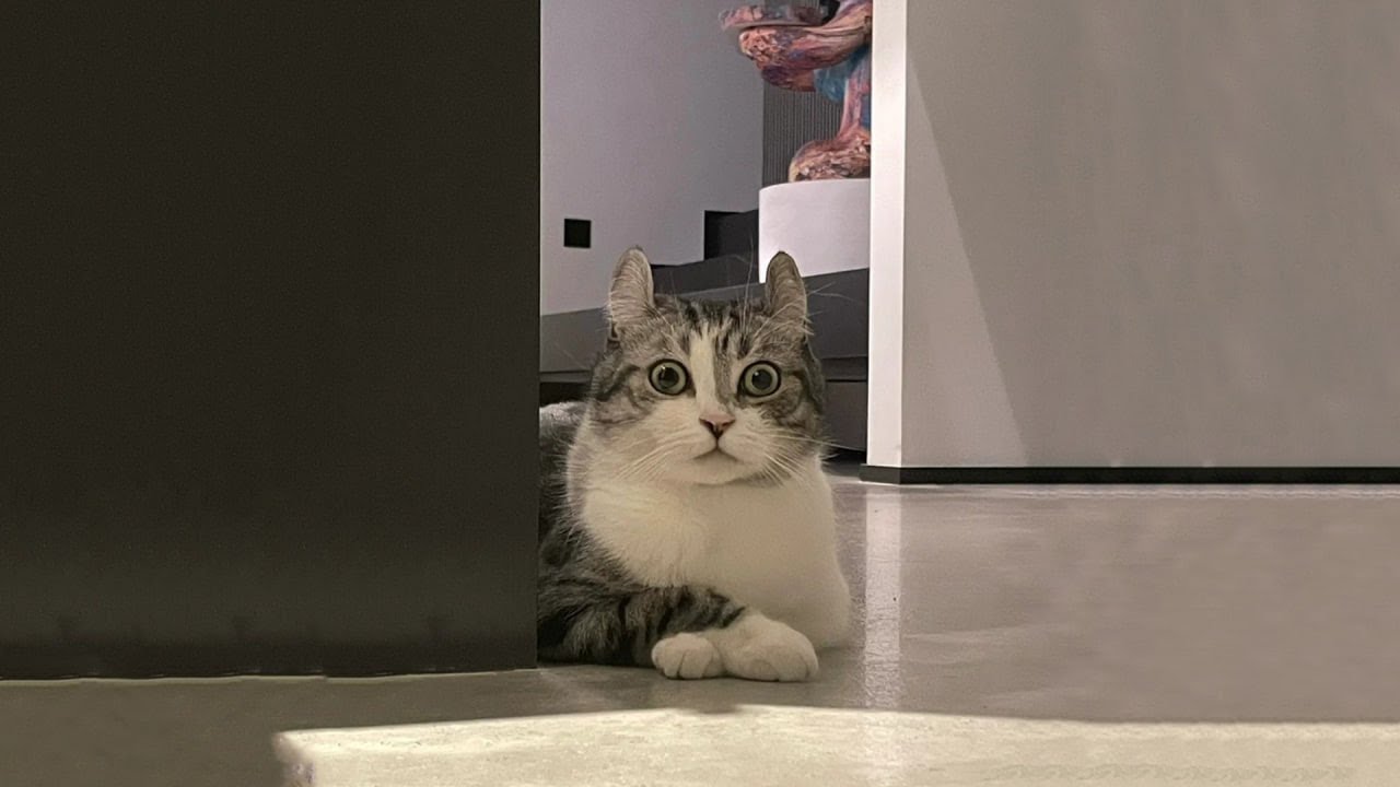 The Funniest Cat Videos 🐱 Try Not To Laugh Part 26