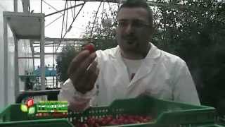 Pomodorino datterino coltivazione idroponica Agricola Franzese