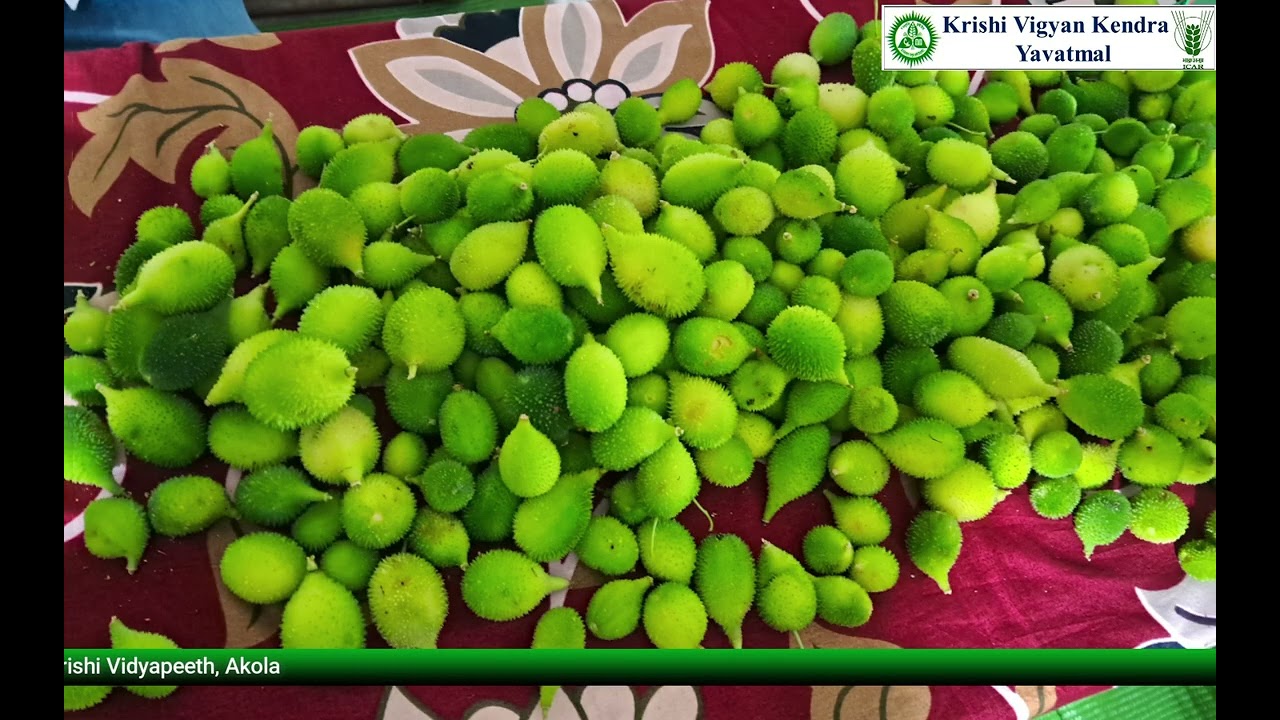 यवतमाळ जिल्ह्यातील रानभाजी