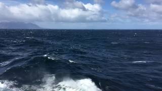 Birds skimming the waves off Chilean coast