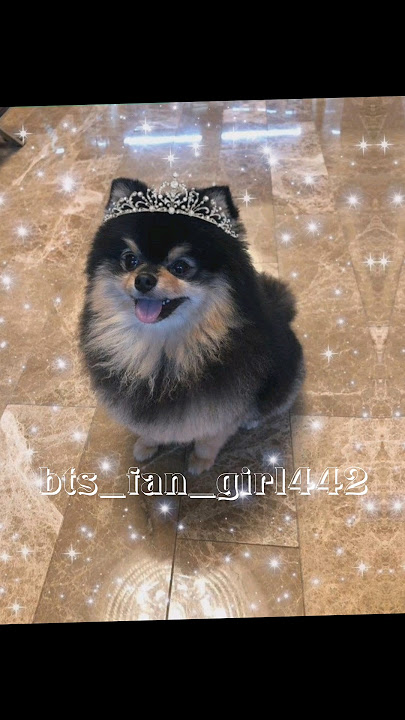 Happy birthday yeontan in advance 🥰😘💕💜 #shortsviral #bts #yeontan #taehyung #shorts #dog #trending