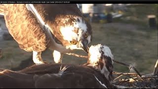 2 Fish On The Nest, Louis Feeds Iris 2016 06 28 00 47 08 328