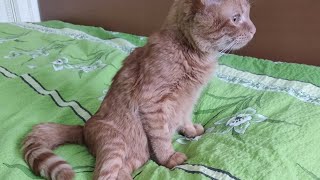 Кот с травмой позвоночника заново научился ходить. История спасения кота. Чудо выживание. До слез. Кот с травмой позвоночника заново научился ходить. История спасения кота. Чудо выживание. До слез.