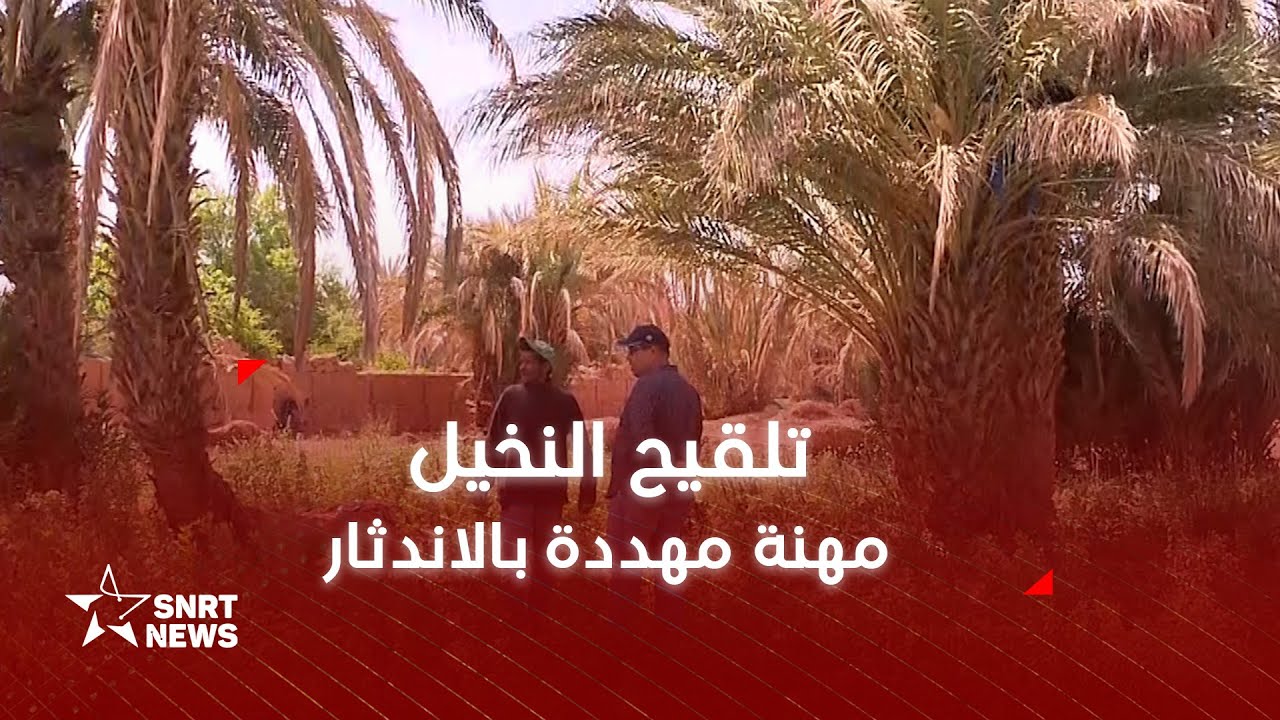 تلقيح النخيل .. مهنة مهددة بالاندثار