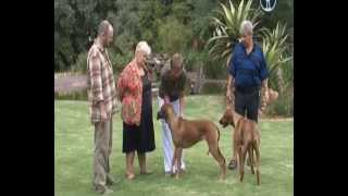 Планета собак 2011. Родезийский риджбек