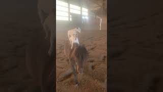 Two Jack Russells Accompany Their Pony Companion