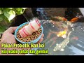 Cara membuat pakan probiotik buatan sendiri untuk ikan koi