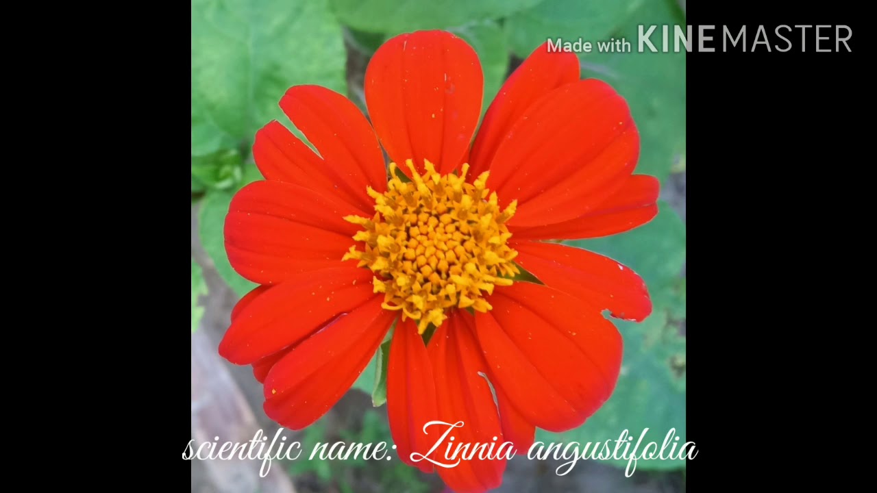 Our garden flowers and their scientific names //part 1//