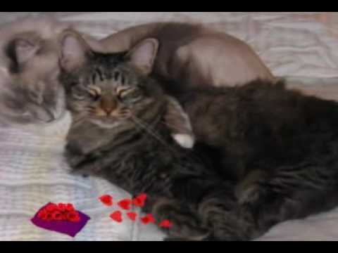 Lance & Gwen Snuggle Cats