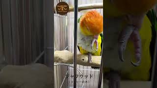 中型インコ用｜ジャワ止まり木｜L