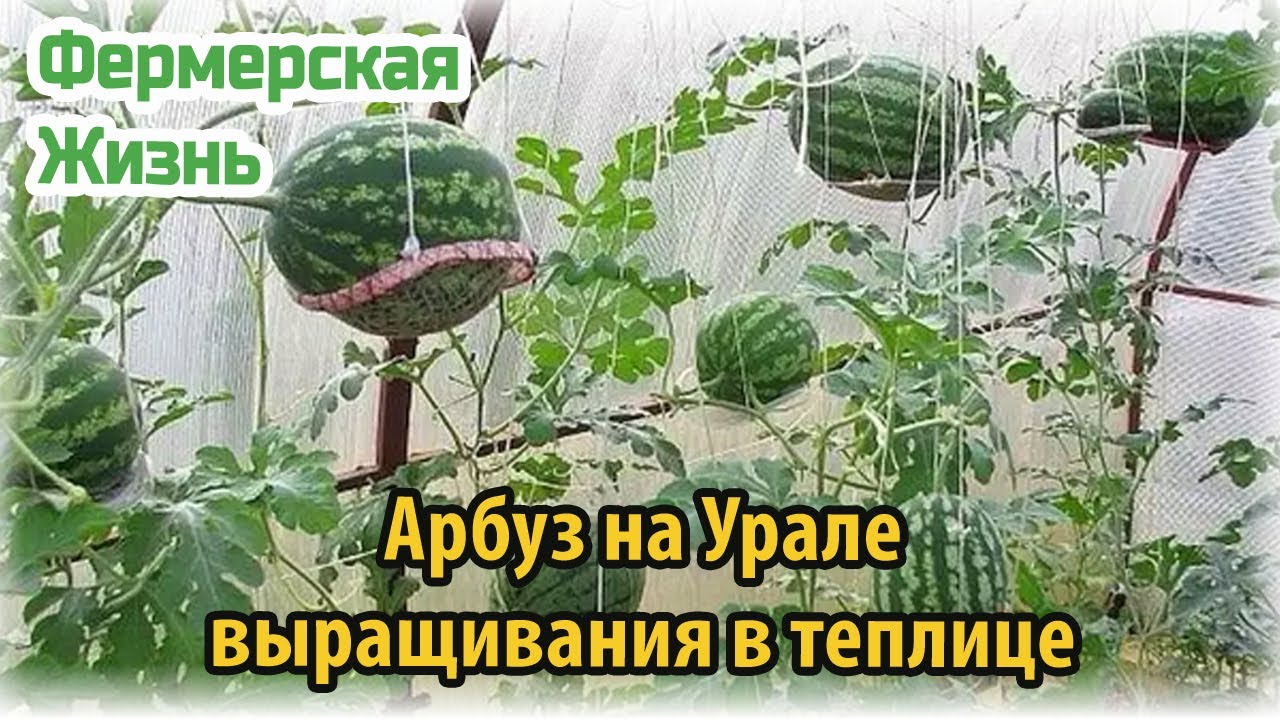 Плети арбуза. Пасынковать дыню. Арбузы в теплице. Подвязка арбузов в теплице из поликарбоната. Подвязать арбузы в теплице.