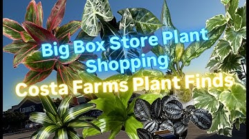 Big Box Store Plant Shopping at Lowe