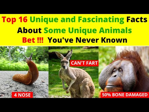 16 Interesting, Unique