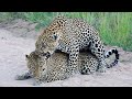 Big Cats Mate