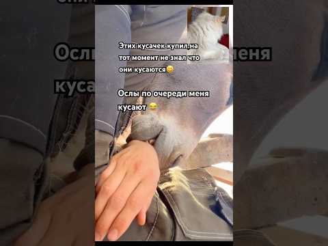 Мой кот в шоке от этих ослов #cat #shortvideo #shortvideo #short #shorts #животные #топ