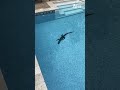 That's the alligator's pool now 😂🐊 #afv #shorts #funnyvideos