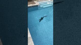 Thats The Alligators Pool Now  afv shorts funnys